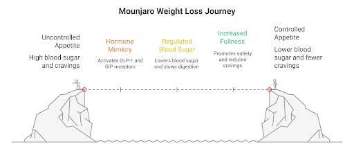 Mounjaro weight loss journey showing how hormone mimicry regulates blood sugar, increases fullness, and leads to controlled appetite.
